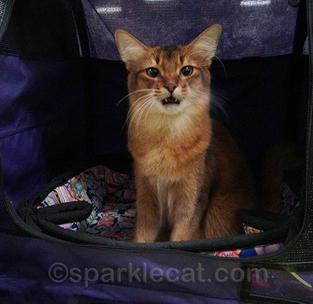 This can give older kitties a lower face lift effect!