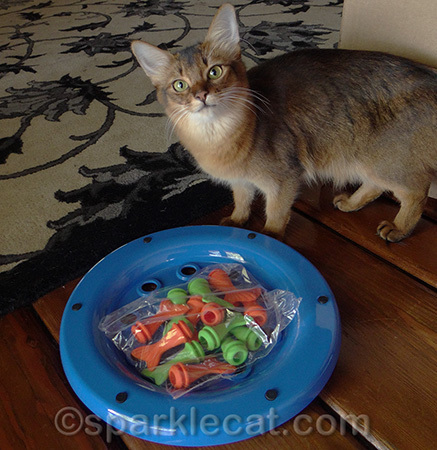 I hope my human does not let me down!