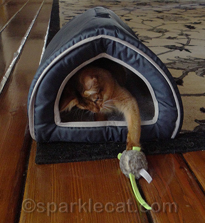 Mousie, you don't know the secret password so I will have to kill you!