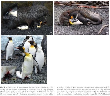 seals-penguins-detail