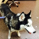 Taken 2-14-14 at the Cancer Vet