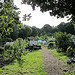 One Tree Hill allotments