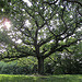 The Honor Oak, One Tree Hill