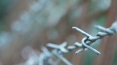Barbed wire