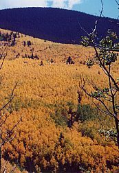 Photo by Johnny Boggs