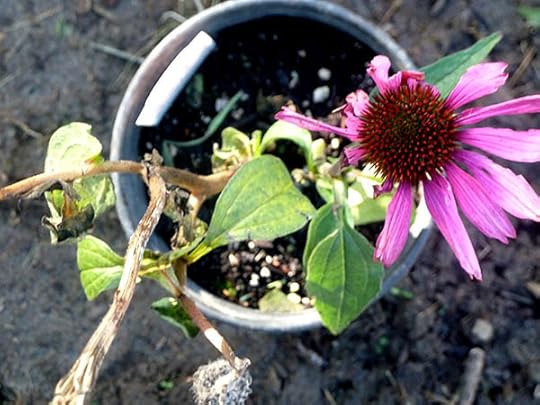 fading-echinacea