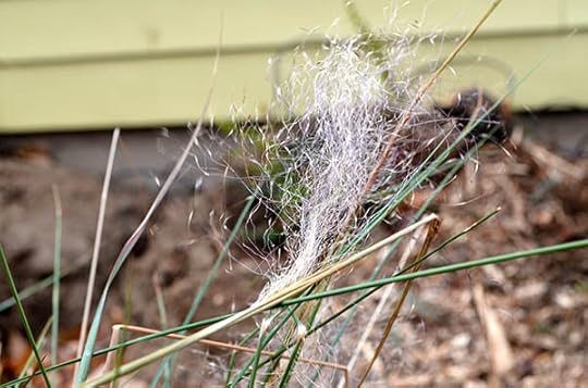 pink-muhly