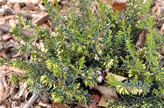 winter-heather