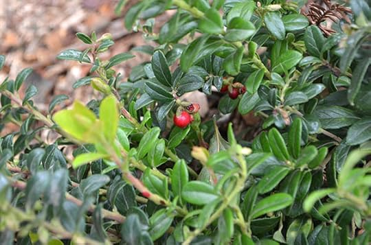 lingonberry