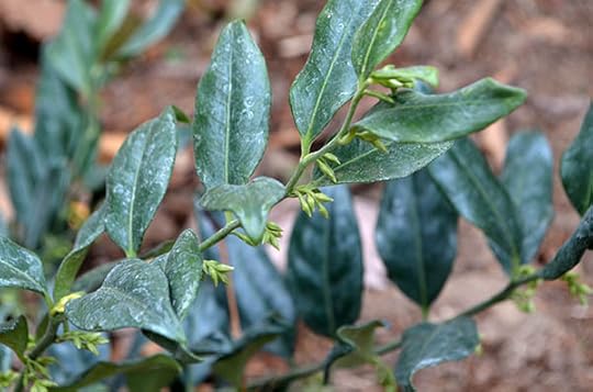 sarcococca