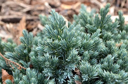 blue-star-juniper