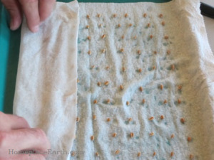 Germination test with 100 seeds.