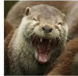 laughing