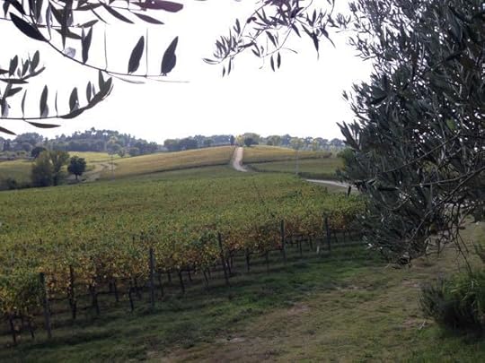 Assisi winery view 2