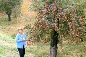Alonzo Hayes planted this tree in 1904.
