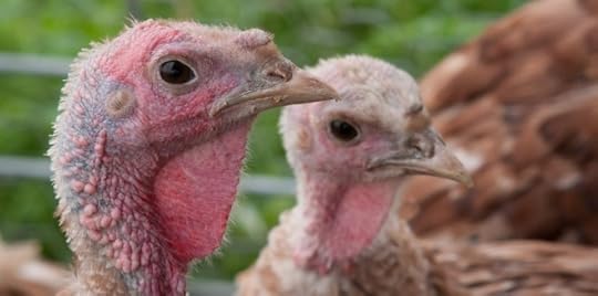 To Slow Down Drug Resistance in Health Care, Buy an Antibiotic-Free Turkey for Thanksgiving