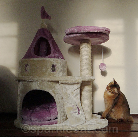 It's fit for a princess! Or a kitty