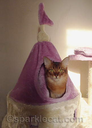 In the tower I can look over at all my loyal subjects. Or at least Binga