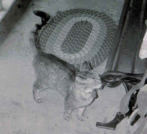 My cat, Poop