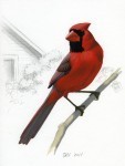 Cardinalis_cardi_Jul2011001_web
