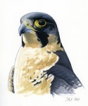 Falco_peregrin_Jul2011001_web