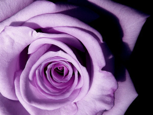 Lavender rose