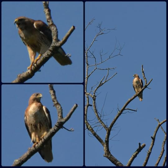 Hawk_CJH_20120614