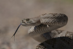 Western Diamondback (Crotalus atrox)