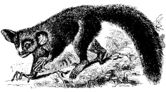 This lemur is called an aye-aye. An ideal yes-man and henchman.