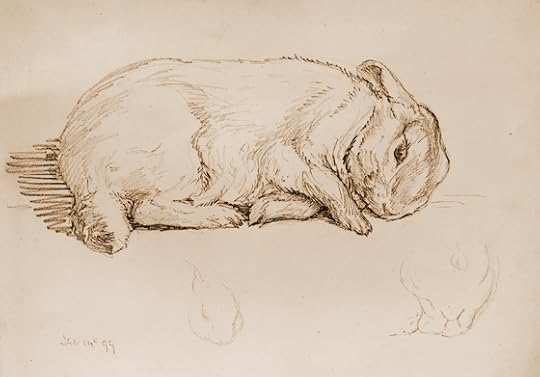Rabbit drawing by Beatrix Potter