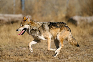 Captive Mexican Wolf at , New Mexico. Edit to ...