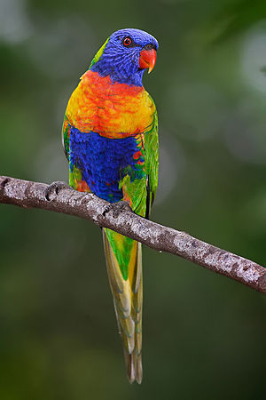 Rainbow lorikeet in Victoria, Australia.
