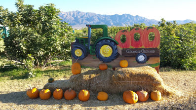 gilcrease orchard