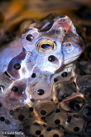 2014-11-18-WPY20142EyeoftheSpawn.jpg
