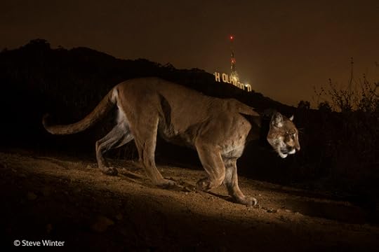 2014-11-18-WPY20143HollywoodCougar.jpg