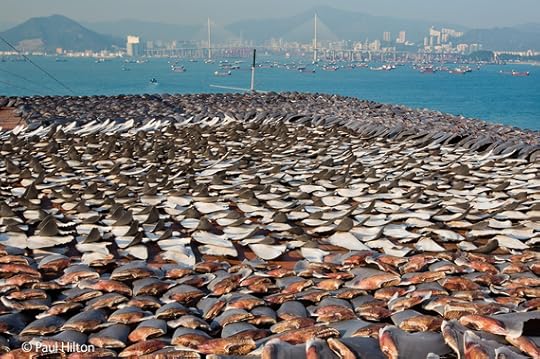 2014-11-18-WPY20144SeaofDeath.jpg
