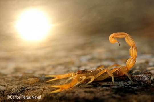 2014-11-18-WPY20147Stinger.jpg