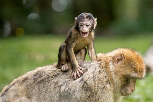 Barbary macaque. CC0 via Pixabay.