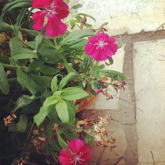 Fushia