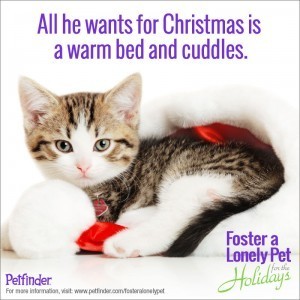 Help make the holidays brighter for a shelter cat.