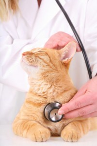 cat vet stethoscope veterinary exam