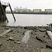 Canary Wharf from the shore in Deptford