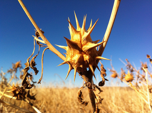 Spiky