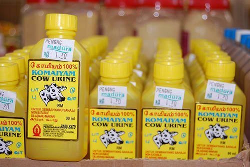 cow urine3