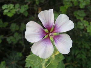 Flowers, Springtime, rebirth, rejuvenation, Writing, comedy, Dana Sitar