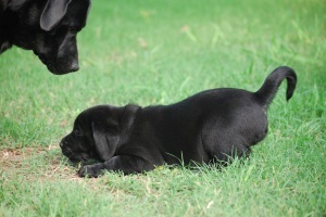 DianaXDuke,2013 baby