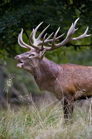 640px-Red_deer_stag_2009_denmark