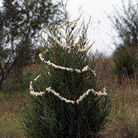 Popcorn Garland