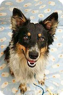 Australian Shepherd Mix Dog for adption in Spokane, Washington - Jagger
