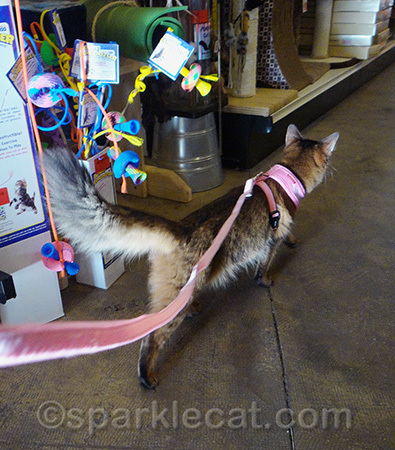 I hope the Secret Paws kitties like what I chose!